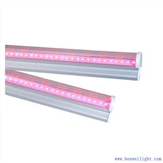 Pestujte ľahké rastliny