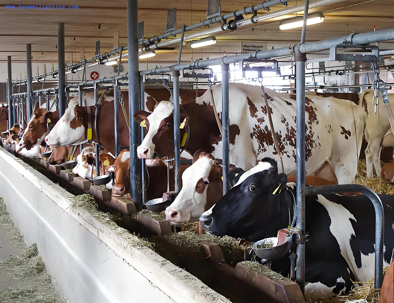 LED cow shed poultry light LED cow shed poultry light
